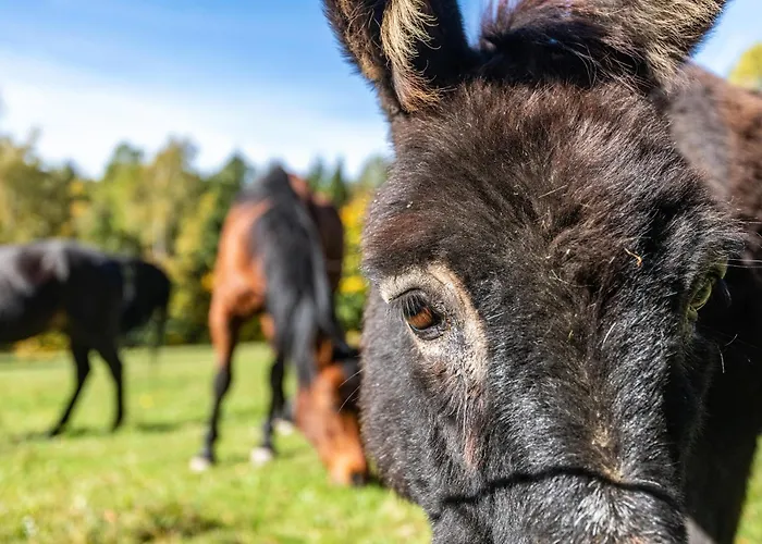 Appartement Fuchswiese Thurmansbang